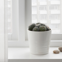 IKEA CACTACEAE  (ИКЕА САСТАСЕАЕ)  -  Растение в горшке - кактус 12 см
