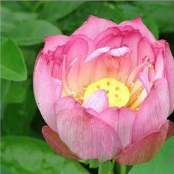 Лотос орехоносный Light Pink 2