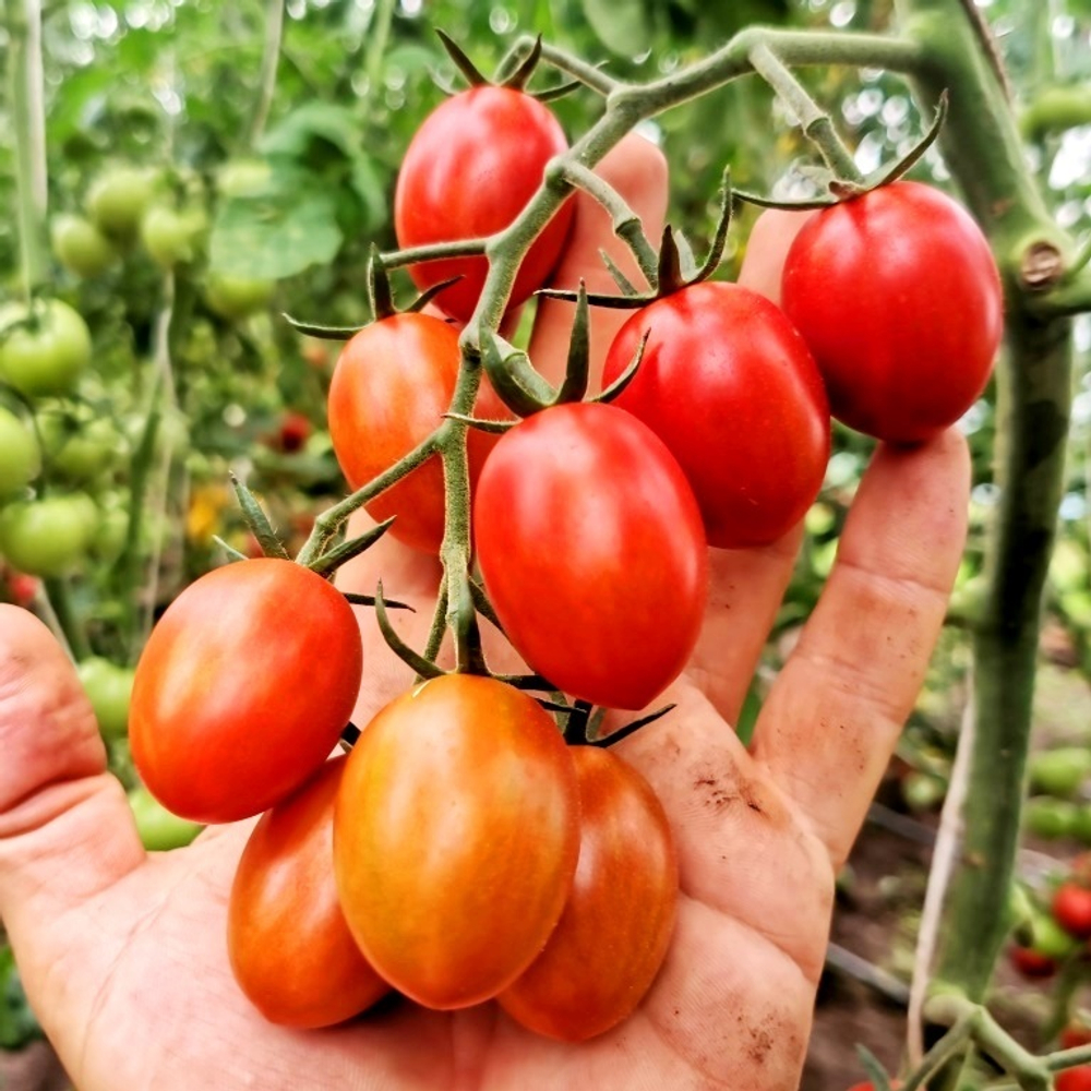 Помидоры Милашка Аннабель - Pretty Annabel Tomato