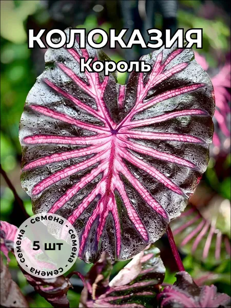 Колоказия "Король" — семена, 5 шт.