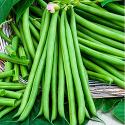 Фасоль Паулиста 5 гр. Мировые Семена VITA GREEN