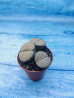 Lithops sp. (Литопсы)