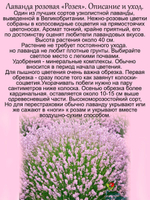 Лаванда Розея розовая узколистная многолетняя