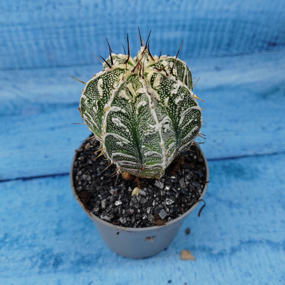 Astrophytum Myriostigma cv. Fukuryu (Астрофитум)