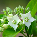 Валларис глабра – Vallaris glabra (8)