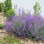 Котовник "Six Hills Giant"