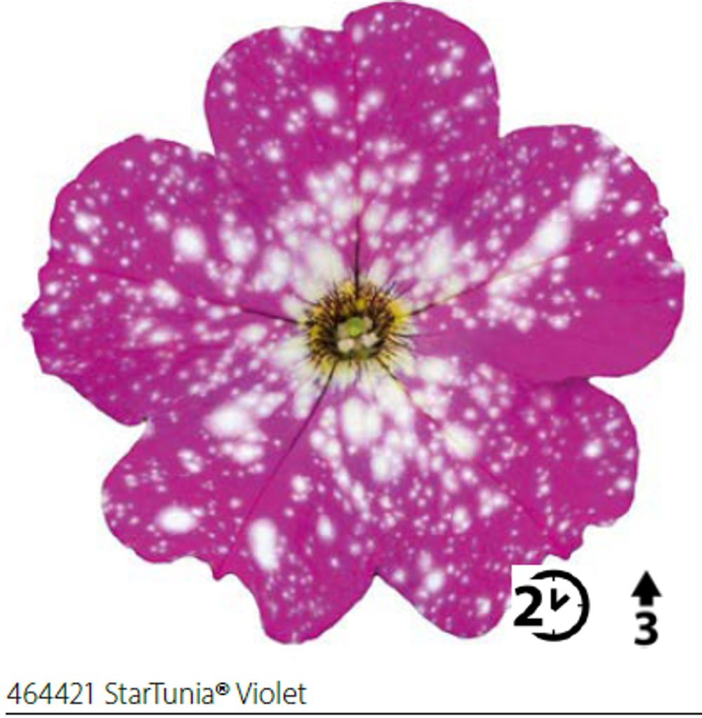 ЕВРО Петуния StarTunia Violet (Volmary) укоренный черенок НАЧАЛО/СЕРЕДИНА ФЕВРАЛЯ поставка 14