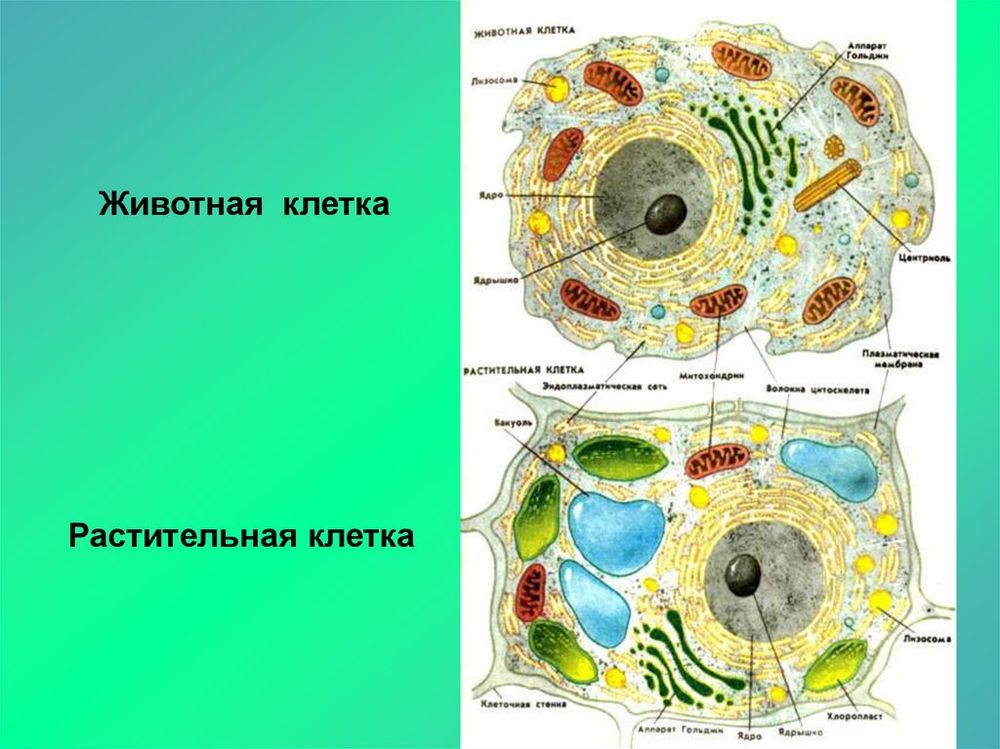 Модель Клетка животного — купить по ФГОС | Учебный стандарт Модель Клетка животного — купить по ФГОС | Учебный стандарт