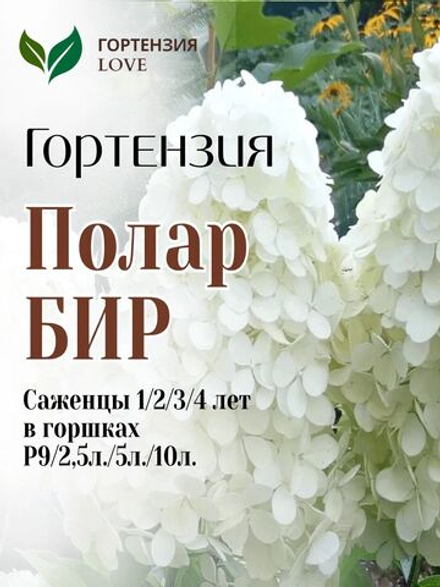 Гортензия метельчатая "Полар Бир" 7,5л