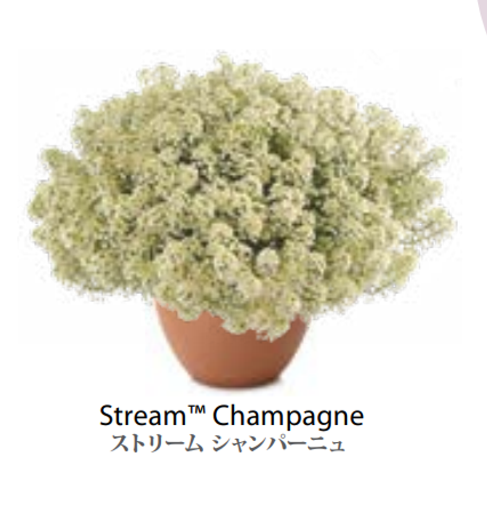 ЕВРО Лобулярия Алиссум Stream Champagne укорененный черенок вторая половина декабря