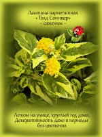 Лантана Голд Соннвар вериегатная