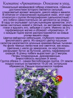 Клематис Ароматика парфюмированный
