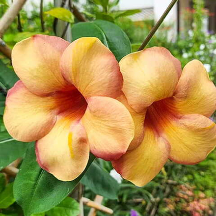 Алламанда коричневая – Allamanda brown