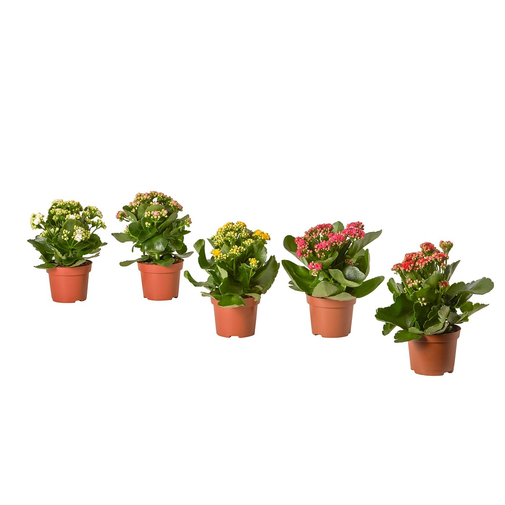 IKEA KALANCHOE  (ИКЕА КАЛАНСХОЕ)  -  Растение в горшке - Каланхоэ разные цвета 10,5 см
