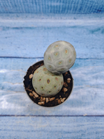 Tephrocactus Geometricus (Тефрокактус)