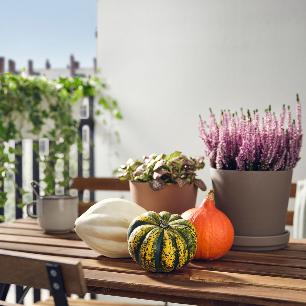 IKEA CUCURBITA  (ИКЕА СУСУРБИТА)  -  Тыква декоративная - разные
