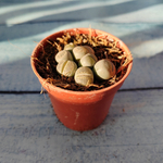 Lithops sp. (Литопсы)