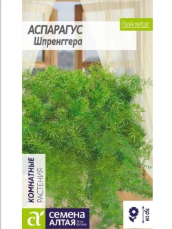 Семена цветов аспарагус Шпренггера. Густые побеги до 1,5 м