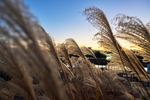 Объектив Sigma 15mm f/1.4 DC Contemporary Sony E