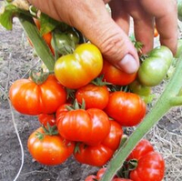 Помидоры  Черри Санторини - Cherry Santorini Tomato