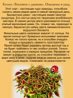 Колеус Бисквит с джемом
