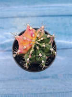 Gymnocalycium Variegata (Гимнокалициум Вариегатный)
