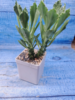 Monadenium Stapelioides (Монадемиум)
