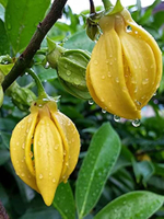YLANG YLANG EXTRA P&N EO / ИЛАНГ-ИЛАНГ ЭКСТРА P&N EO CAS 8006-81-3 ; 83863-30-3