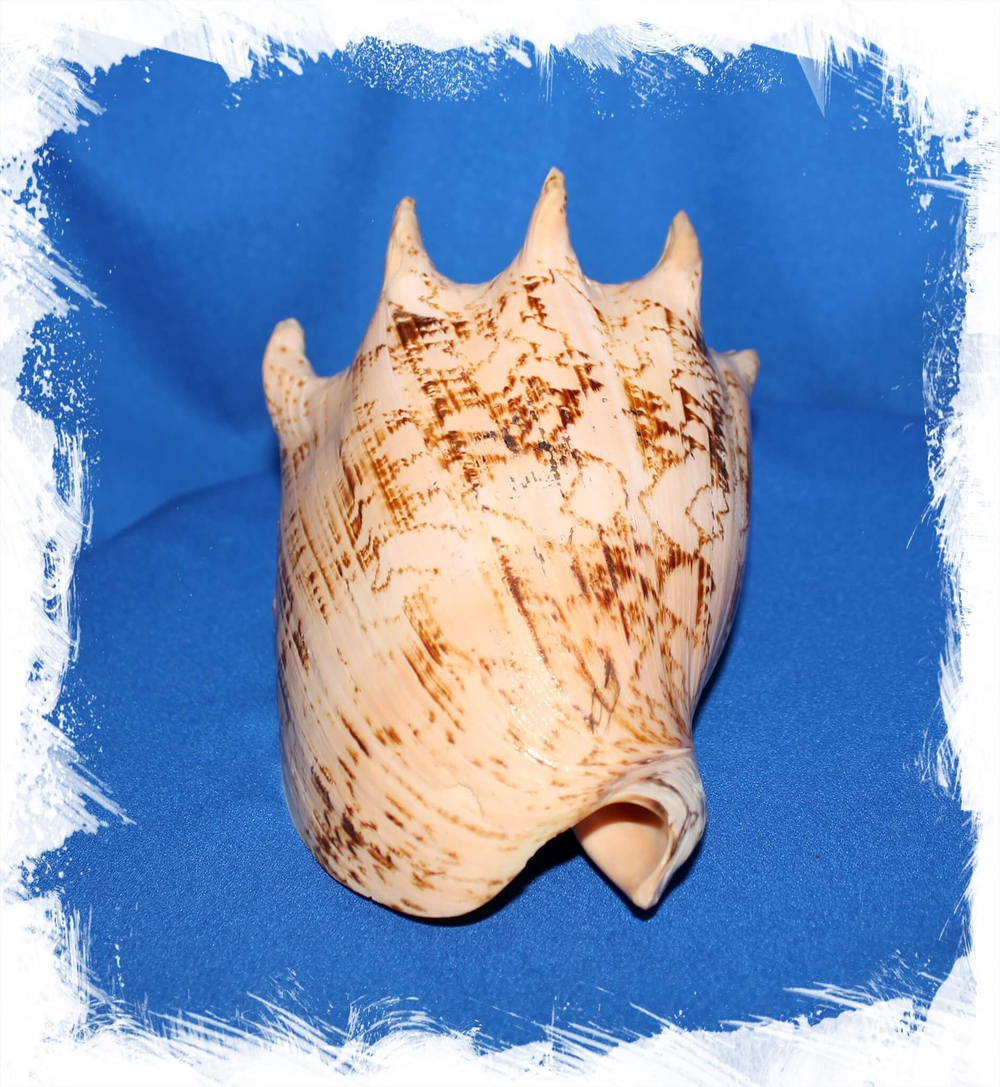 Cymbiola Imperialis