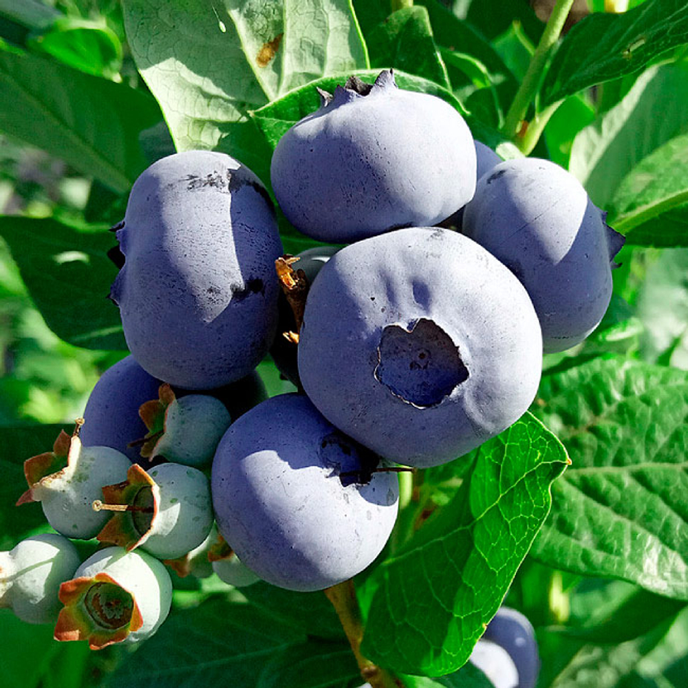 БЛЮКРОП (Bluecrop) р9