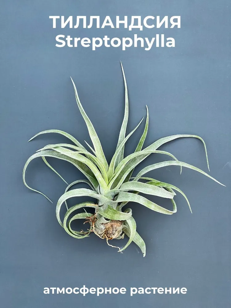 Тилландасия streptophylla, атмосферное растение