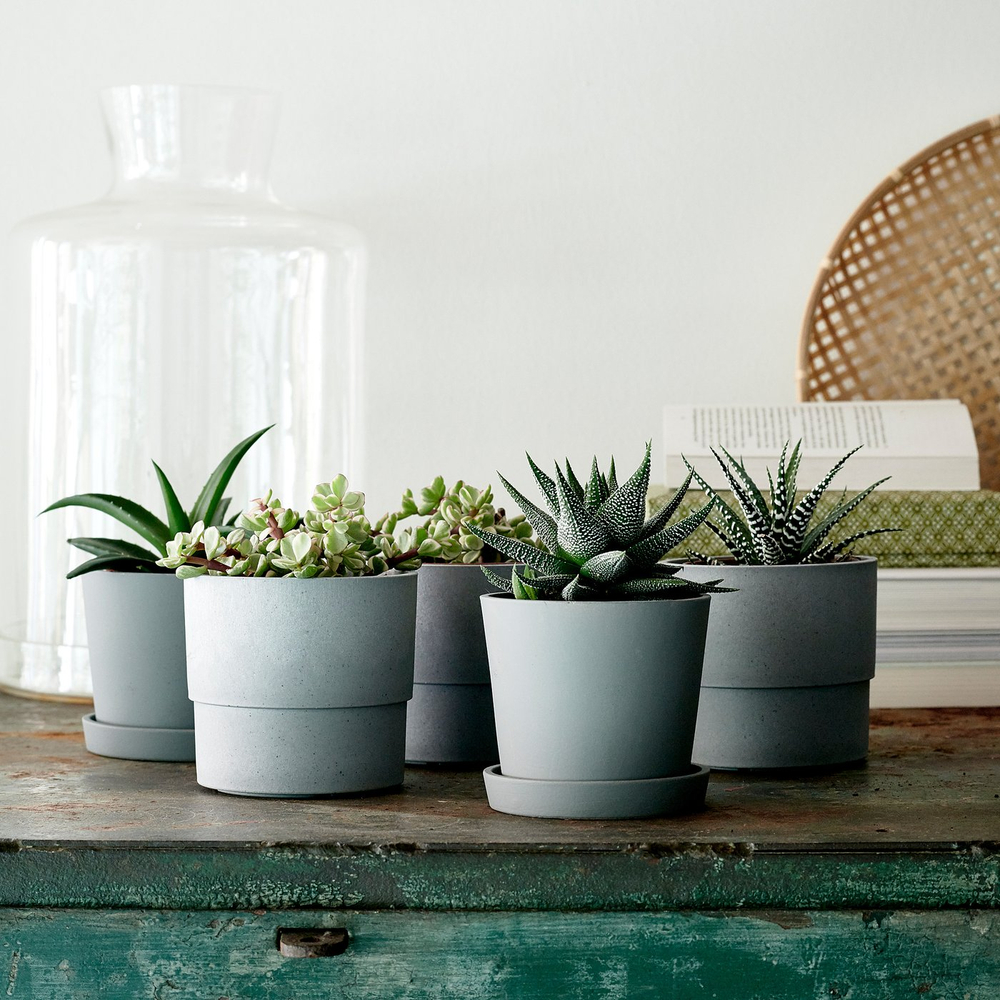 IKEA SUCCULENT  (ИКЕА СУССУЛЕНТ)  -  Растение в горшке - разные/Суккулент 9 см