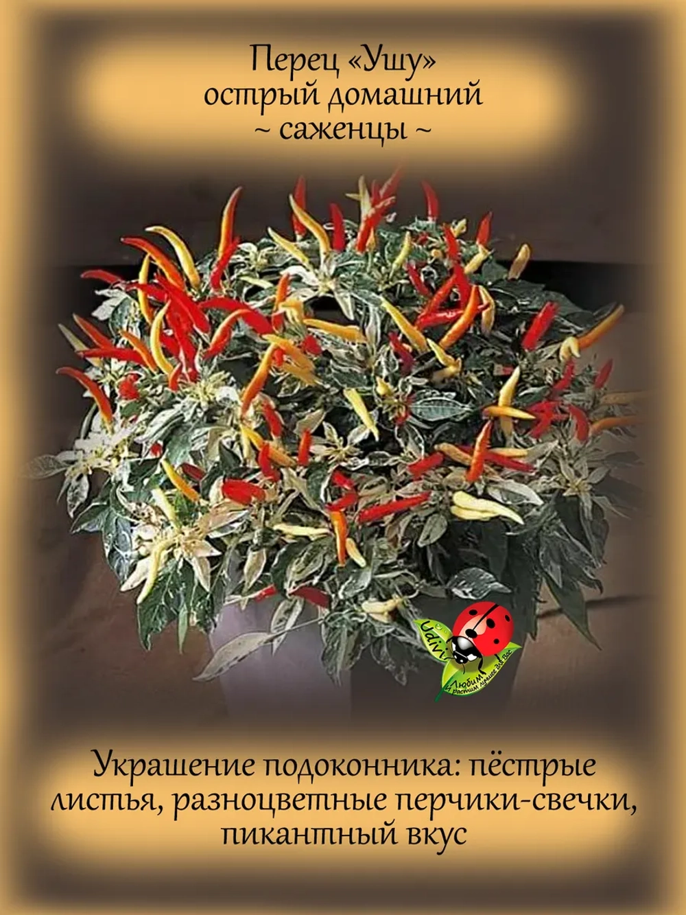 Перец Ушу пёстролистный острый домашний