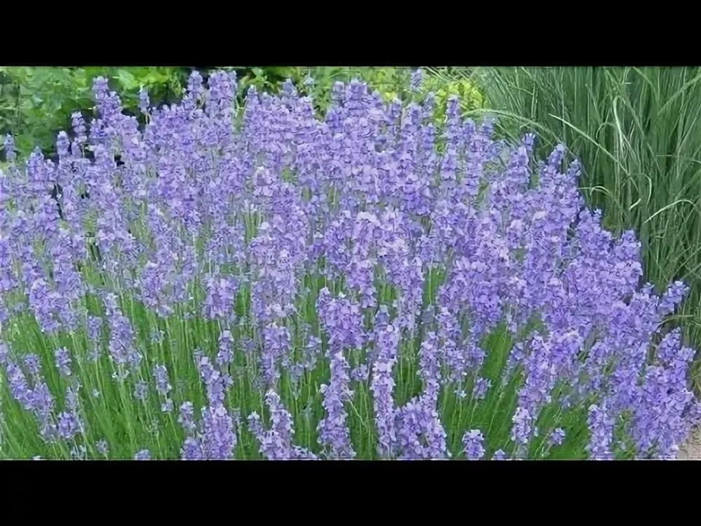 Синева