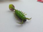 Мягкая приманка Lucky John Series ALIEN BUG 2,5in (63 мм), цвет T44, 7 шт/уп