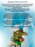 Колеус Мини Аватар