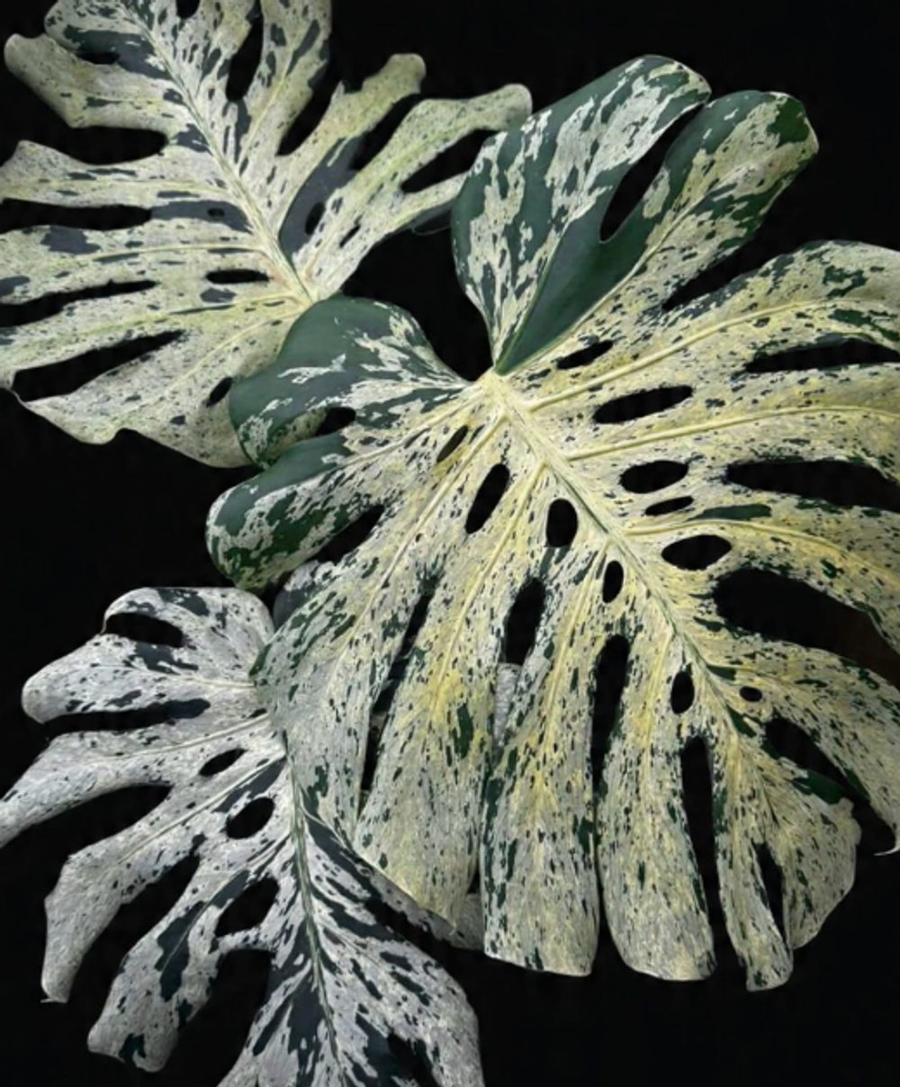 Monstera bulbasaur high var