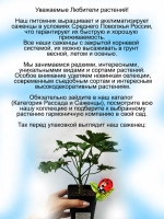 Пеларгония Орсетт душистая аромат перца