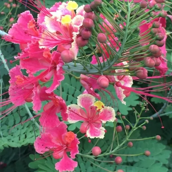 Цезальпиния розовая (Caesalpinia Pulcherrima) семена 3 шт
