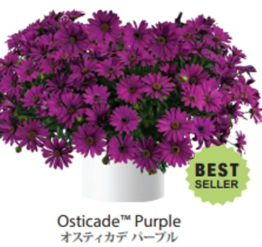 ЕВРО Остеоспермум Osticade Purple укорененный ЕВРО черенок февраль поставка 11