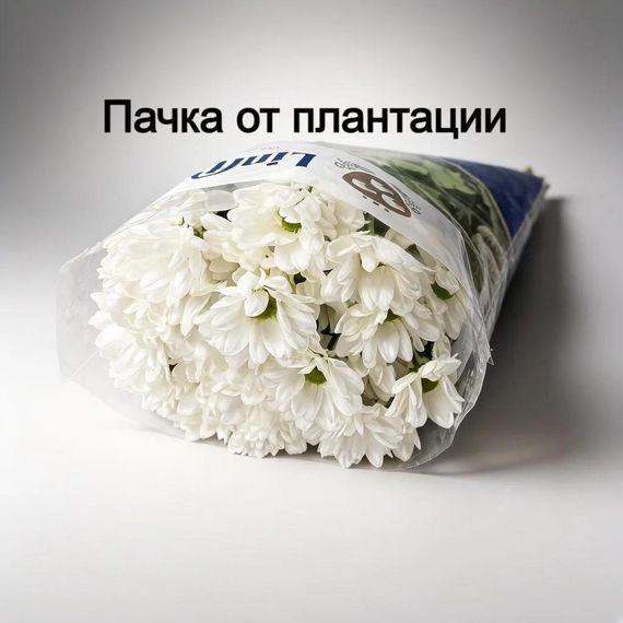 Кустовая хризантема Chic,  70 см, Нидерланды