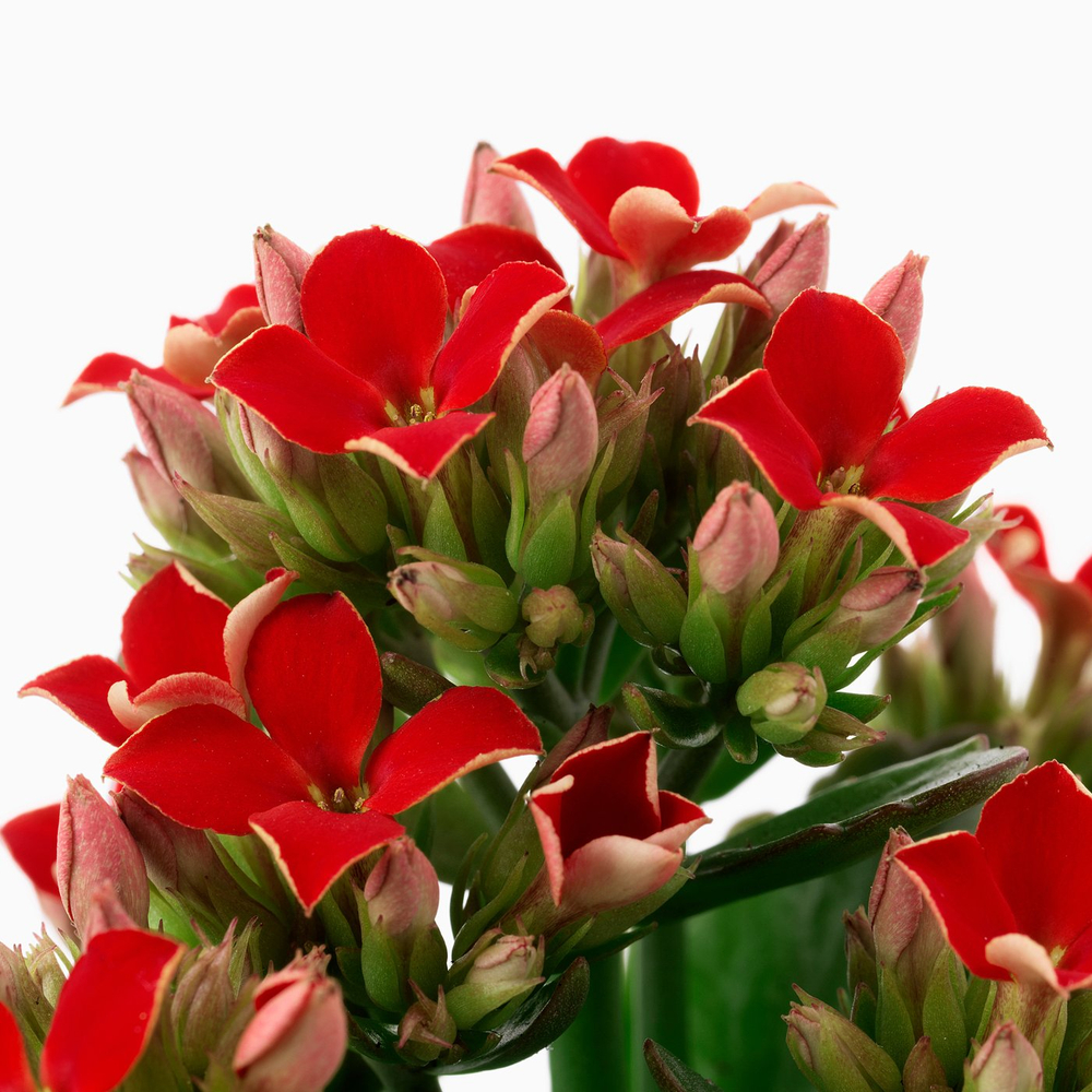 IKEA KALANCHOE  (ИКЕА КАЛАНСХОЕ)  -  Комнатное растение - Flaming Katy разные цвета 6 см