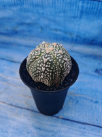 Astrophytum Asterias (Астрофитум)
