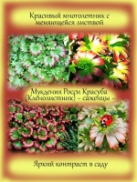 Мукдения Росса Красула кленолистник