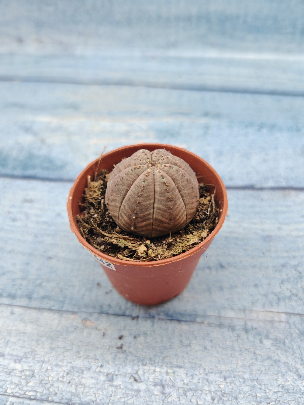 Euphoria Obesa (Эуфорбия)