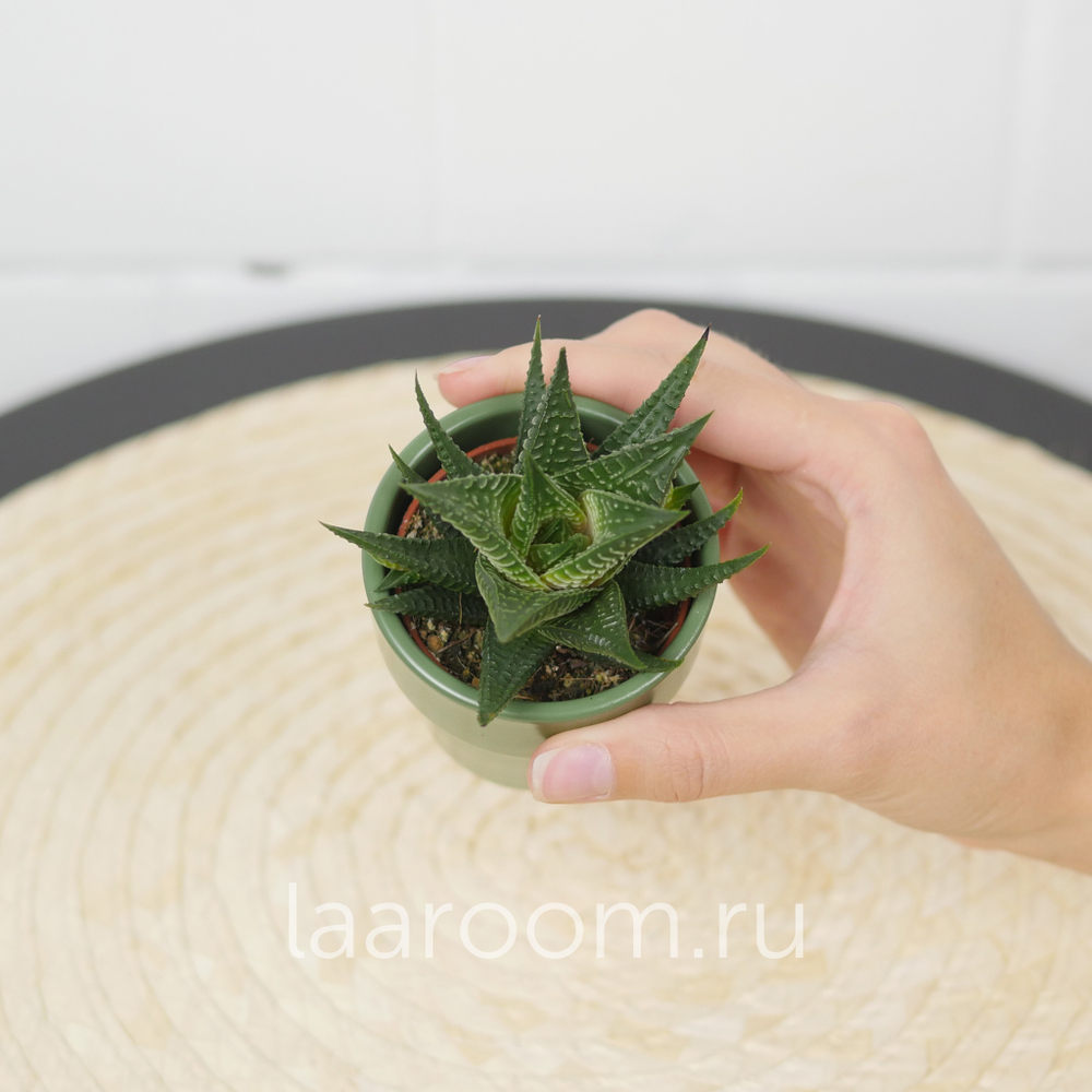 Хавортия Лимифолия