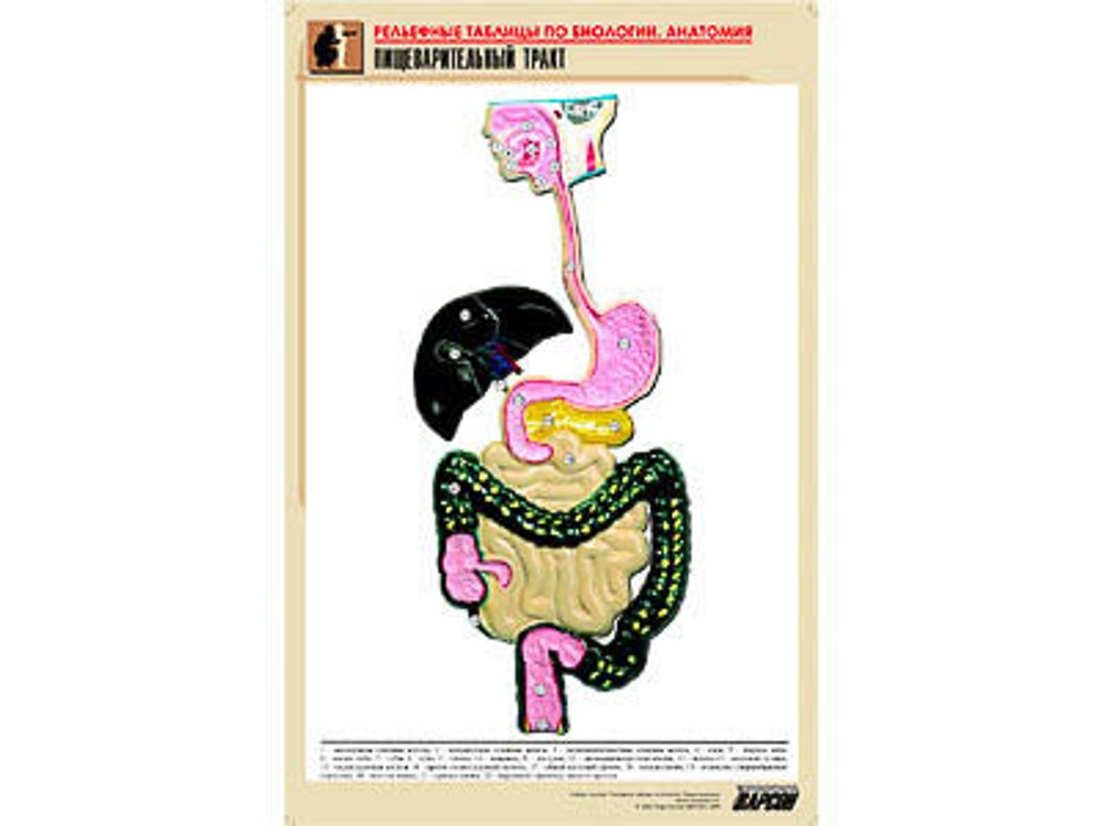 Рельефная таблица &amp;#34;Пищеварительный тракт&amp;#34; (формат А1, матовое ламинир.)