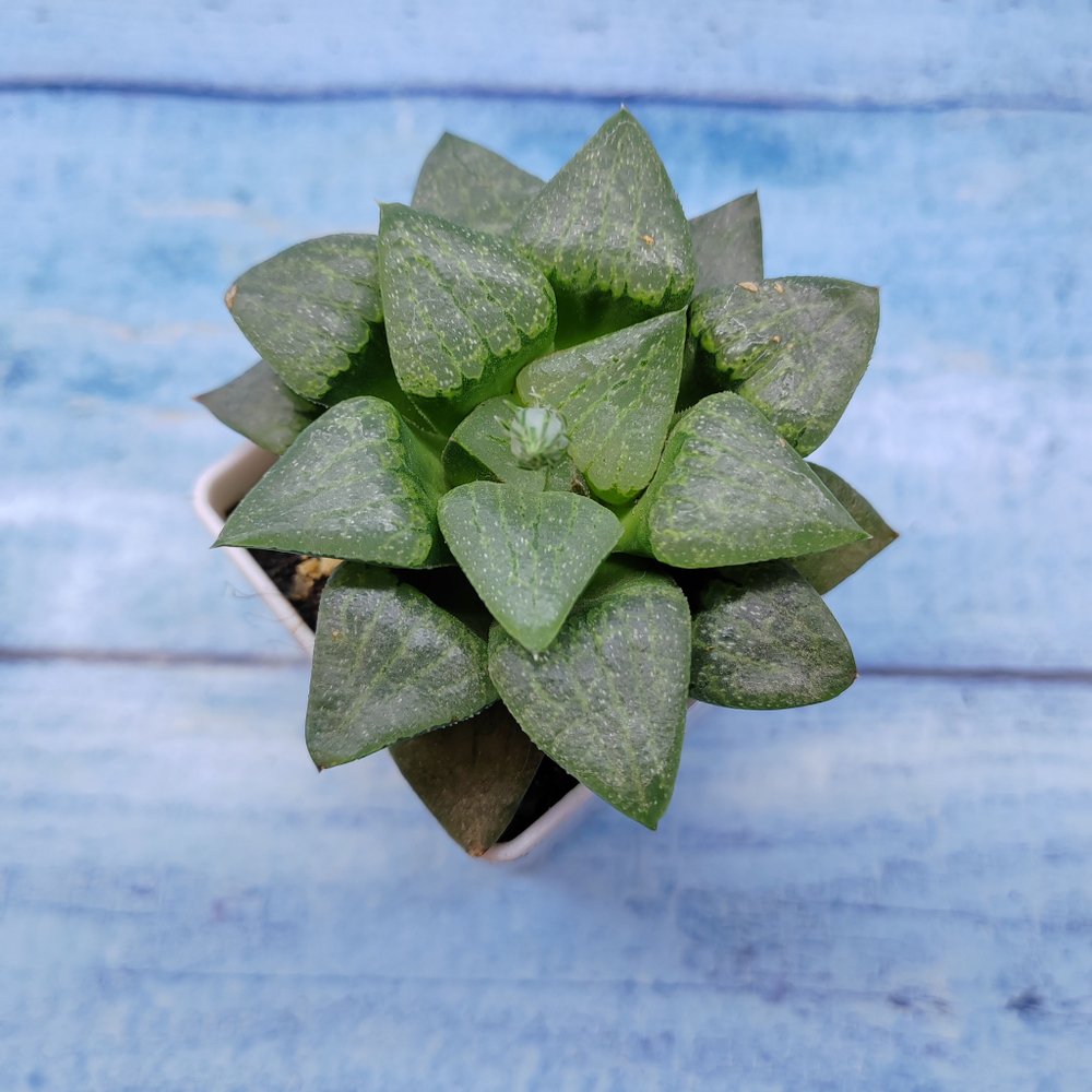 Haworthia Comptoniana Hybride hybrid (Хавортия)