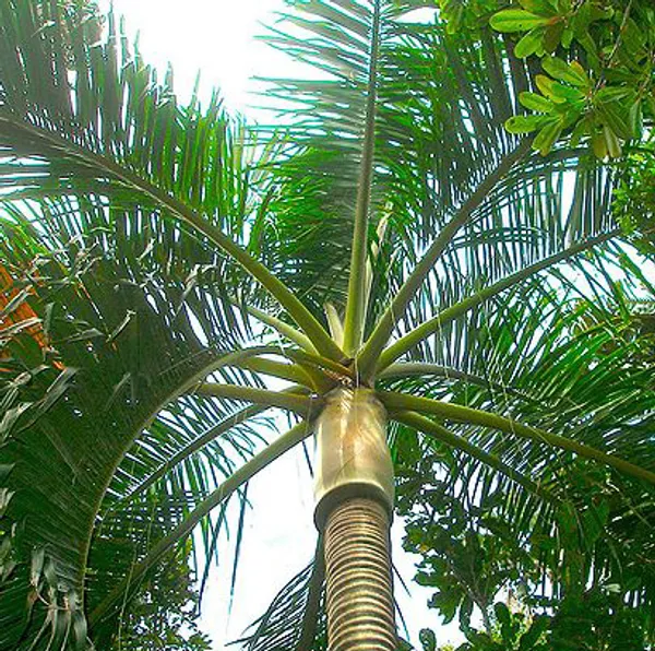 Дипсис (Dypsis carlsmithii) семена 2 шт