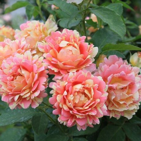 Роз дэ Цистерсьен (Rose des Cisterciens)